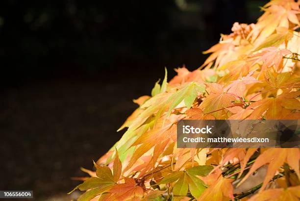 Outono Cores - Fotografias de stock e mais imagens de Amarelo - Amarelo, Ao Ar Livre, Arbusto