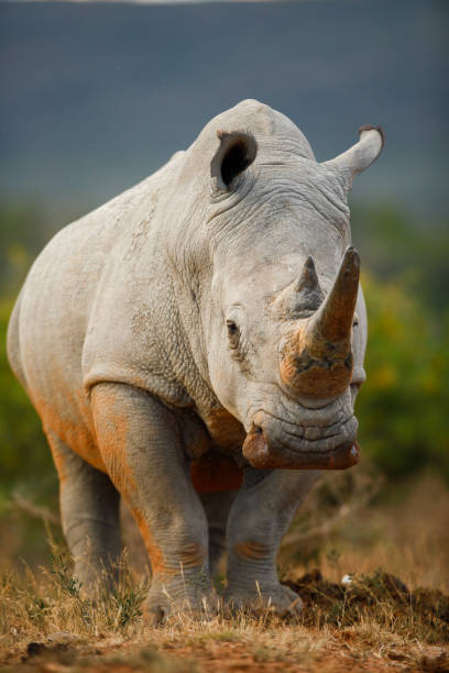 White rhino bull closeup