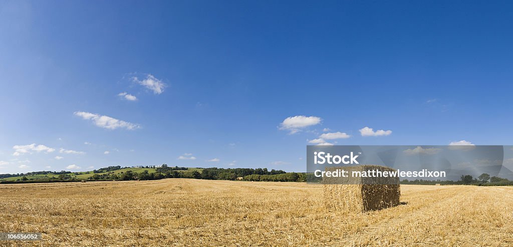 A colheita - Foto de stock de Agricultura royalty-free