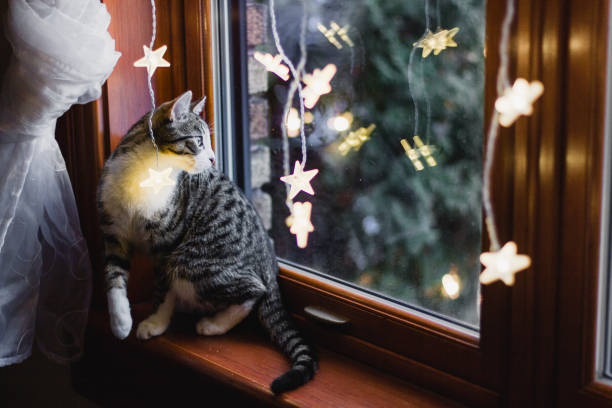 istock Kitten in a window with Christmas lights 1065560854