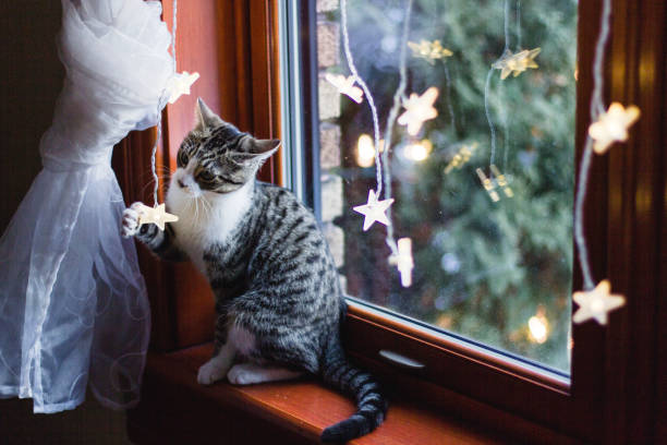 istock Kitten in a window with Christmas lights 1065560936