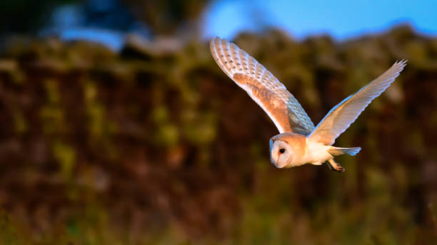 英国ヨークシャー ・ デイルズの自然な生息地の美しい光で日没時に野生のメンフクロウの狩猟 - barn owl ストックフォトと画像