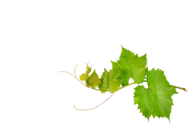 istock Vine and leaves isolated on white background. 1065561636