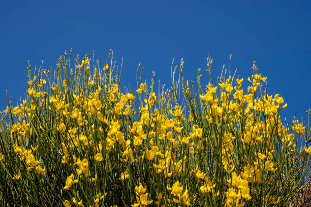 Wild genista yellow flowers background outdoors