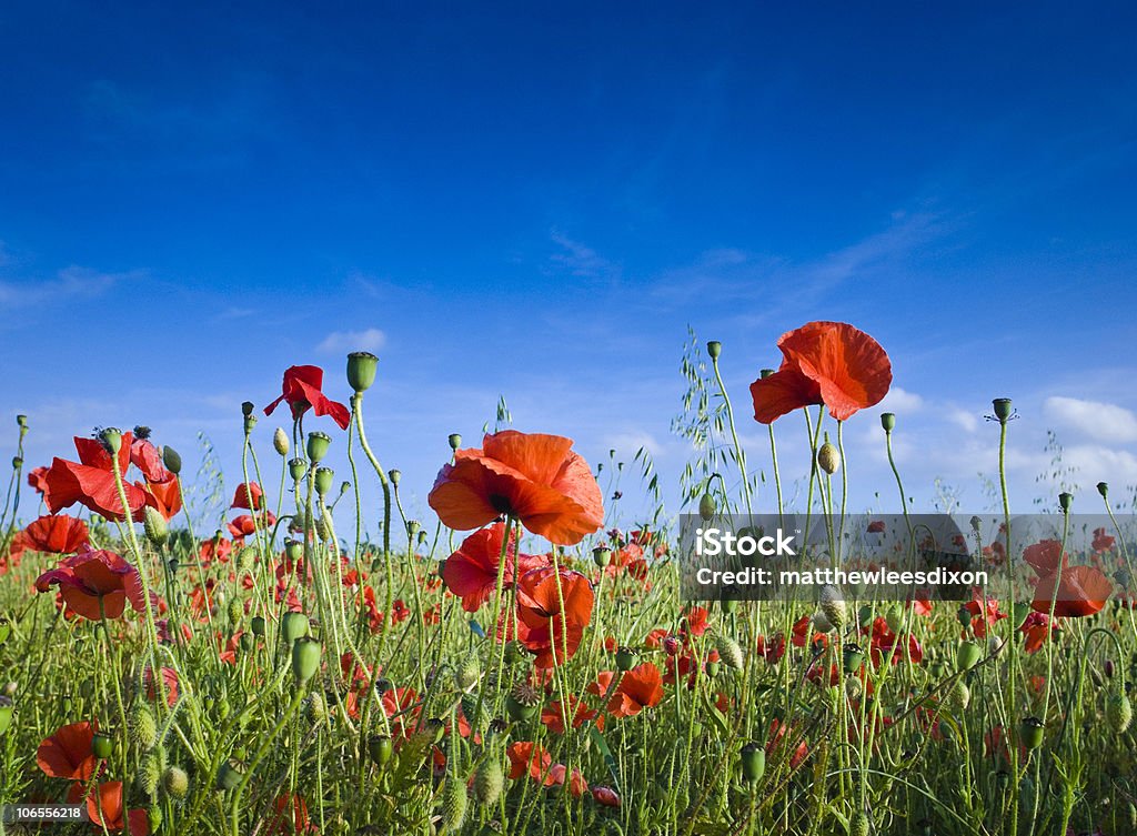 Hübsche poppies - Lizenzfrei Blau Stock-Foto