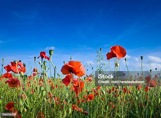 Hübsche Poppies Stockfoto und mehr Bilder von Blau - Blau, Blume, Blütenblatt