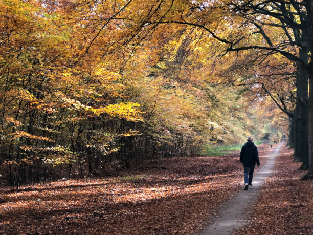 istock Autumn in Holland, Lage Vuursche, the Netherlands 1065564834