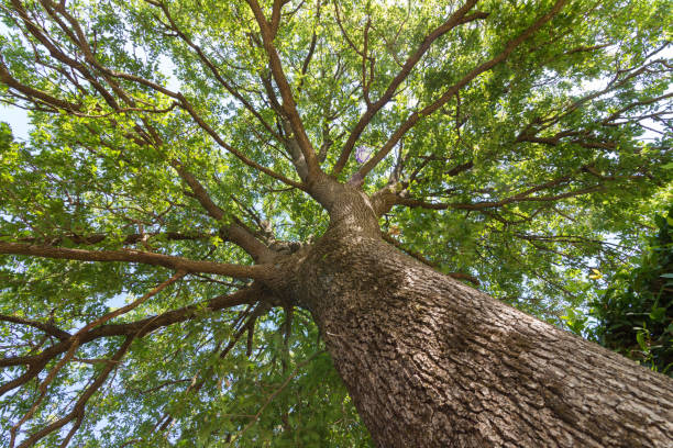 istock View into the green tree crown of an oak tree 1065568968
