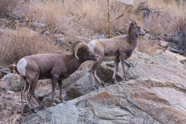 istock Colorado Rocky Mountain Bighorn Sheep 1065570788
