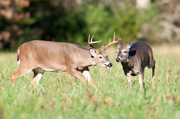 Whitetail deer buck chasing doe  doe stock pictures, royalty-free photos & images