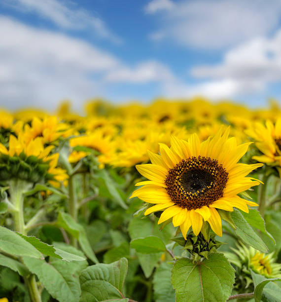 sunflowers stock photo