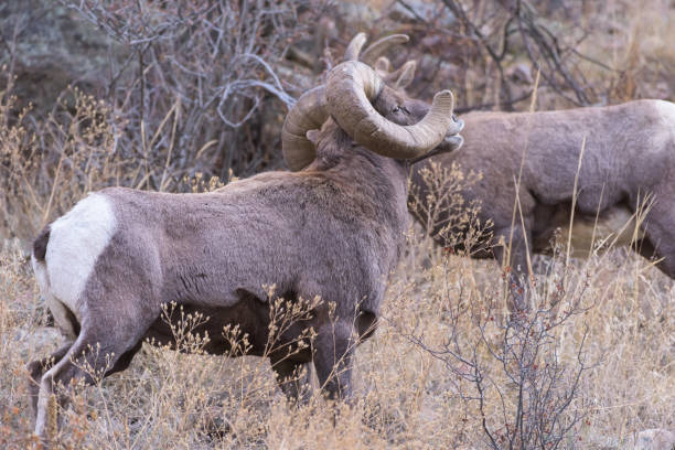 istock Colorado Rocky Mountain Bighorn Sheep 1065573472