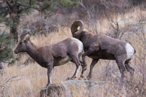 istock Colorado Rocky Mountain Bighorn Sheep 1065574074