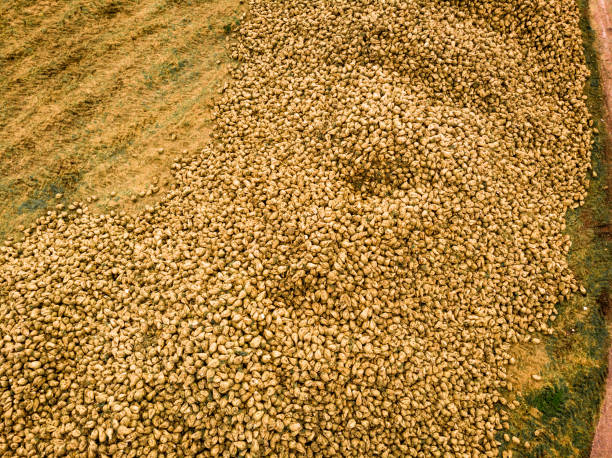 A view of a harvest potato with a tractor in farm.