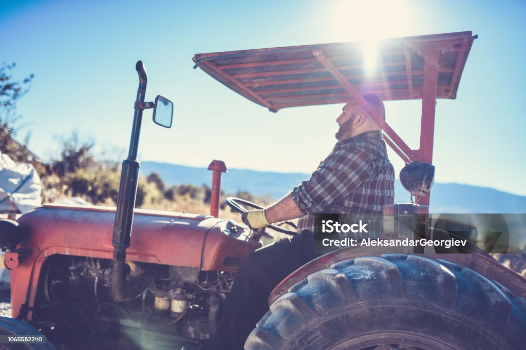 Morning Shift For Tractor Driver Tractor Driver Is Satisfied After Successful Harvest Tractor Stock Photo