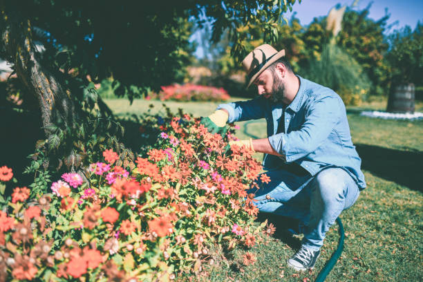 istock I Love My Zinnia Flowers 1065582256