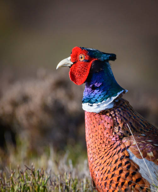 salvaje faisán en hábitat natural de juncos y pastos en los páramos de yorkshire, reino unido - pheasant hunting feather game shooting fotografías e imágenes de stock