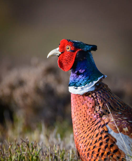 sauvage faisan dans l’habitat naturel de roseaux et d’herbes sur landes yorkshire, royaume-uni - pheasant hunting feather game shooting photos et images de collection