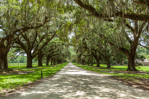 istock beautiful OAK alley 1065585930