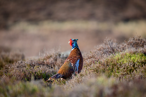 Wild ring-necked pheasant in its natural habitat of grassland and hay meadows in Yorkshire, UK.