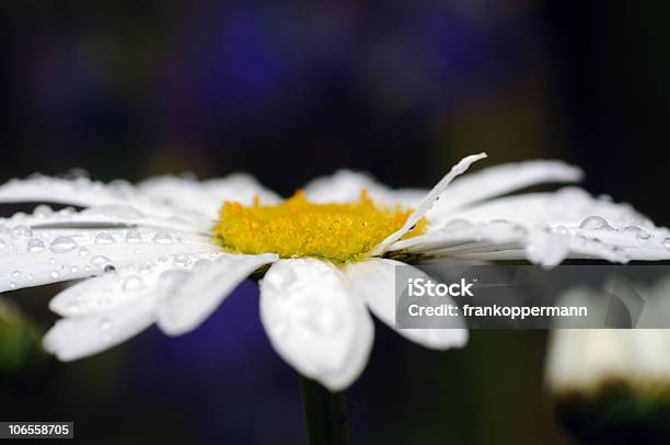 Flower Stockfoto und mehr Bilder von Abstrakt - Abstrakt, Blume, Blume aus gemäßigter Klimazone