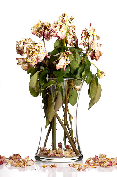 2.400+ Bilder und lizenzfreie Stockfotos zu Verwelkte Blumen Vase