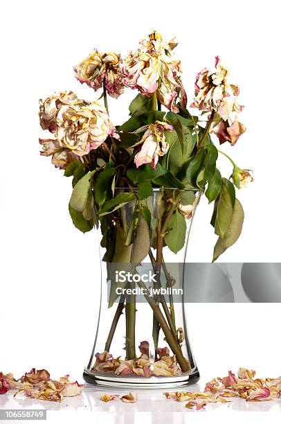방전됨 장미 꽃-식물에 대한 스톡 사진 및 기타 이미지 - 꽃-식물, 꽃병, 시든 식물