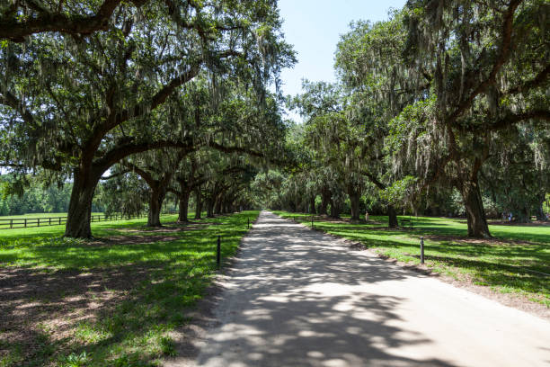 istock beautiful OAK alley 1065589052