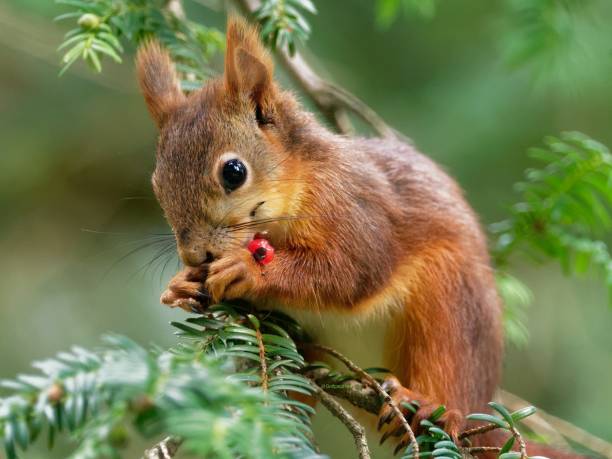 istock Squirrel in Toulouse parc 1065589362