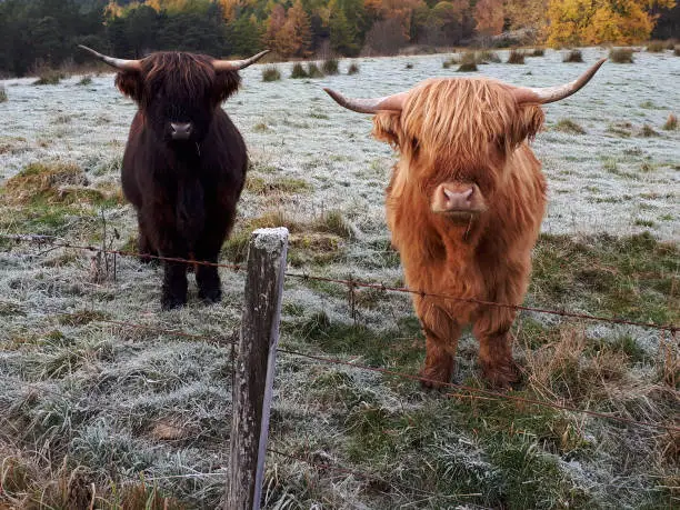 Highland cattle cow black and ginger in Scotland uk