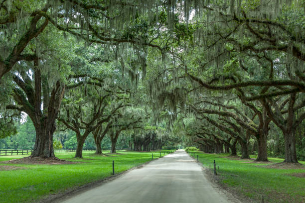 istock beautiful OAK alley 1065591220