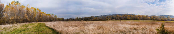 istock panoramic view of autumn birch grove 1065591702