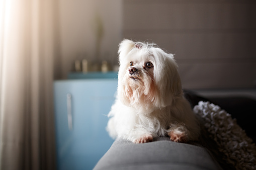 Cute white Lhasa Apso dog portrait