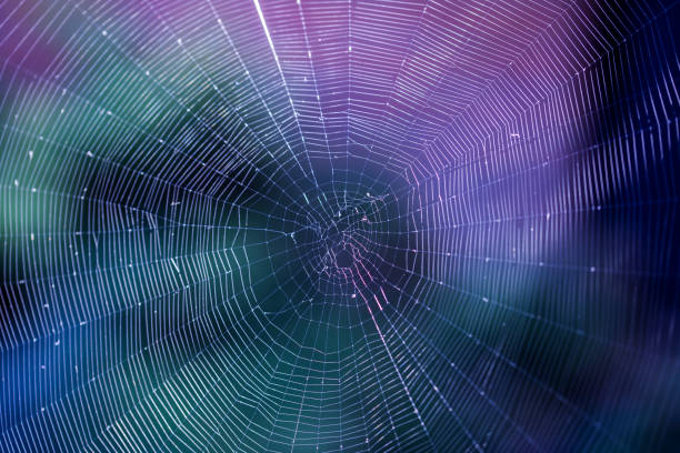 Cobweb spider net spider web photos stock pictures, royalty-free photos & images