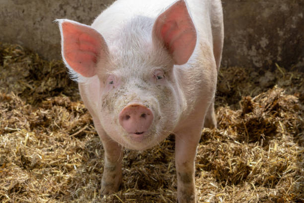 istock Portrait of a pig 1065593476