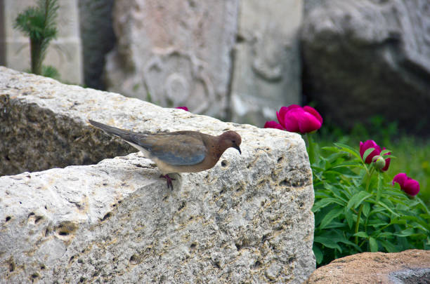 turkey yozgat