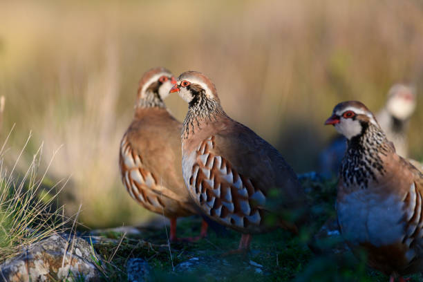 Wild red-legged partridge in natural habitat of reeds and grasses on moorland in Yorkshire, UK Wild red-legged partridge in its natural habitat of grassland and hay meadows in Yorkshire, UK. grey partridge perdix perdix stock pictures, royalty-free photos & images