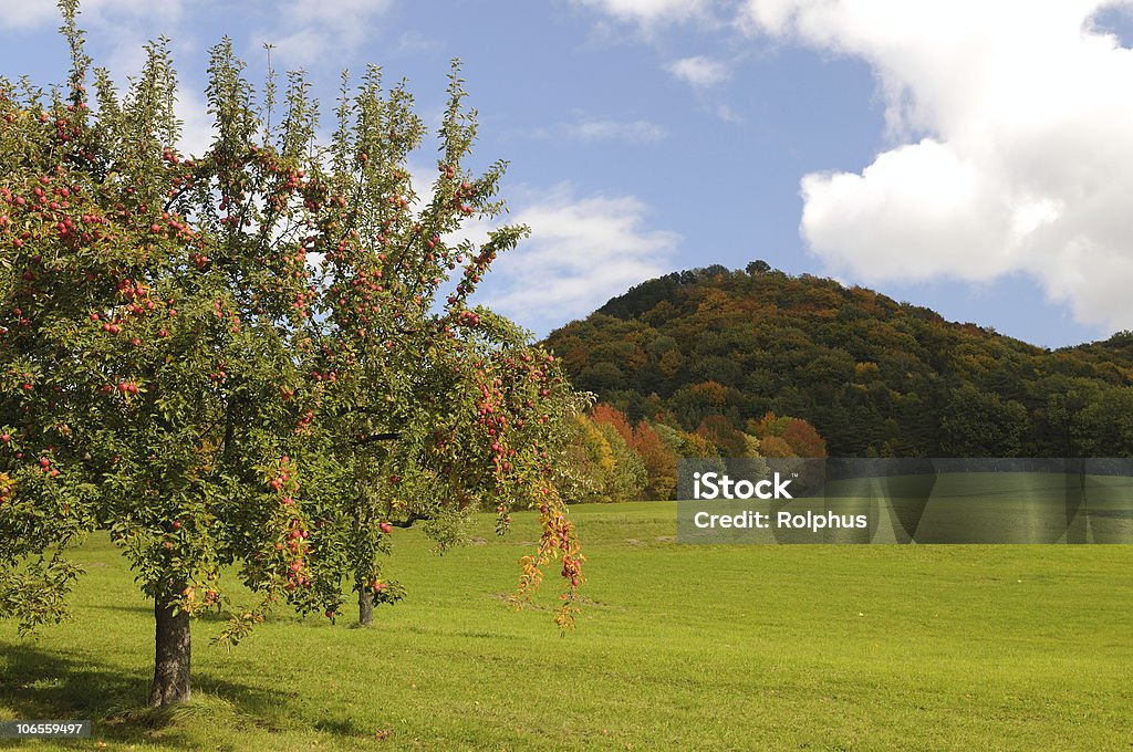 Apple Tree antes de fondo de bosque de otoño - Foto de stock de Manzana libre de derechos