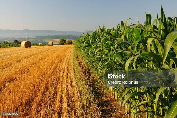 Corn And Wheat Fields Stock Photo - Download Image Now - Agricultural Field, Agriculture, Bale