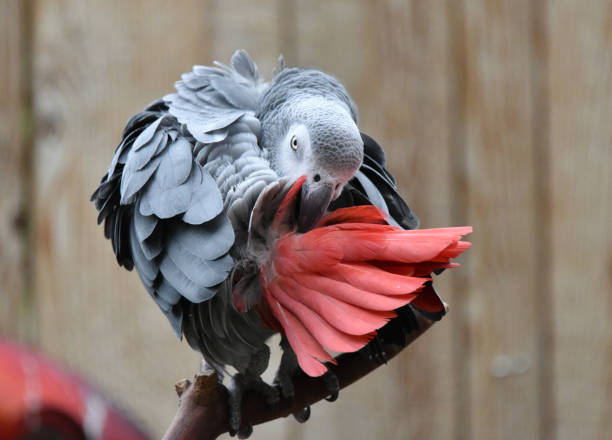 papagaio do congo cinza aliciamento - african grey parrot - fotografias e filmes do acervo