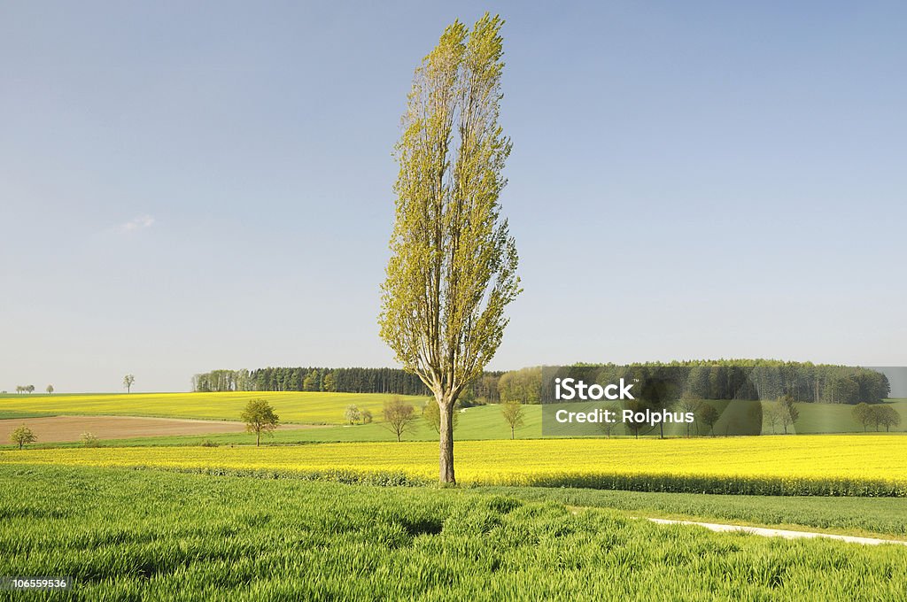 Única Poplar con Canola campos - Foto de stock de Agricultura libre de derechos