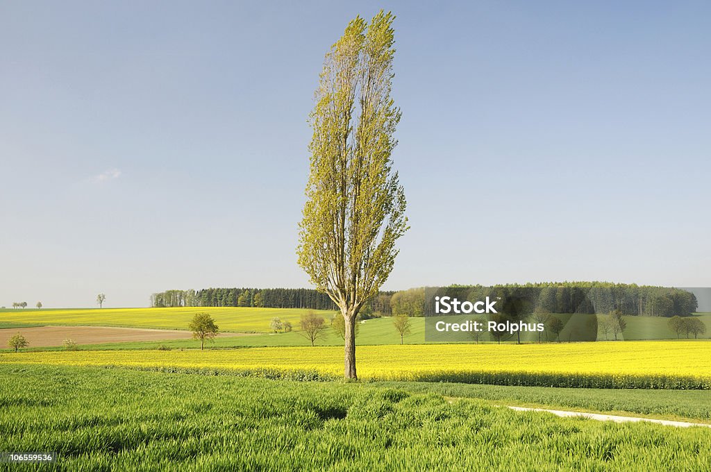 Único Poplar com campos de Canola - Foto de stock de Agricultura royalty-free