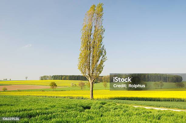 Foto de Único Poplar Com Campos De Canola e mais fotos de stock de Agricultura - Agricultura, Amarelo, Azul