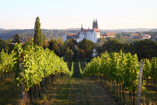 Saxony Meissen Albrechtsburg Vineyard in Fall