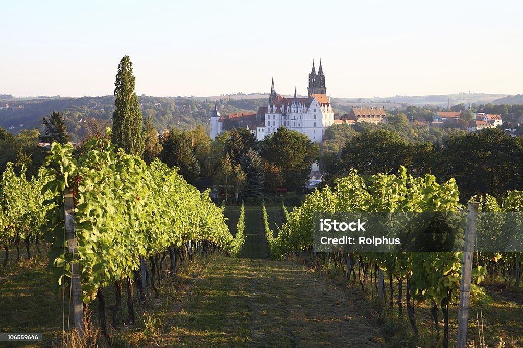 Saxony Meissen Albrechtsburg Vineyard in Fall  Vineyard Stock Photo