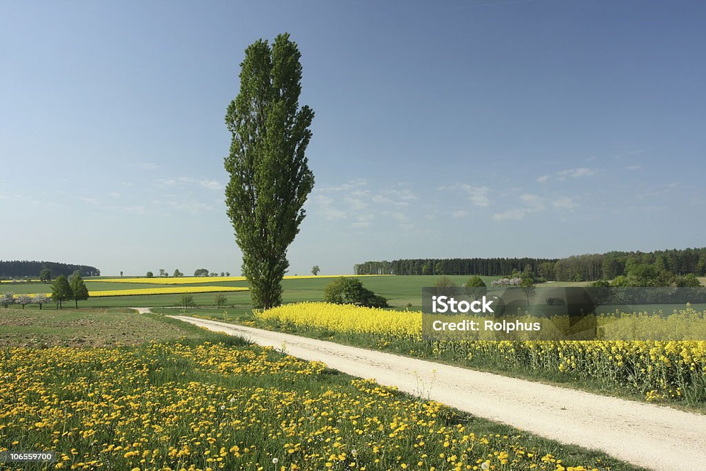 Canola Felder in Deutschland Frühling - Lizenzfrei Alm Stock-Foto