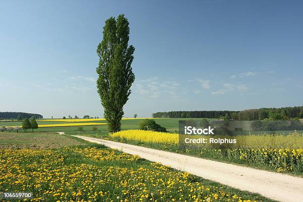 Canola Campos En Alemania Resorte Foto de stock y más banco de imágenes de Agricultura - Agricultura, Aire libre, Alb de Suabia