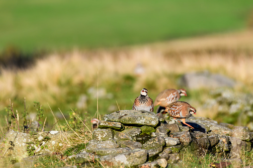 Wild red-legged partridge in its natural habitat of grassland and hay meadows in Yorkshire, UK.