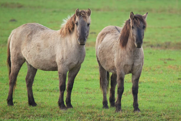 istock Konik, the wild horses. 1065597922