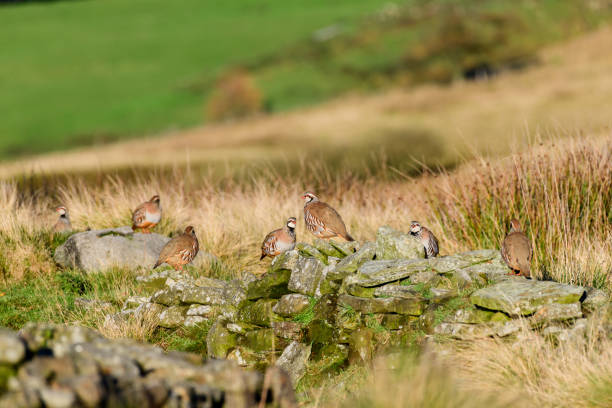 sauvage perdrix rouge dans leur habitat naturel de roseaux et d’herbes sur landes yorkshire, royaume-uni - tétraoninés photos et images de collection